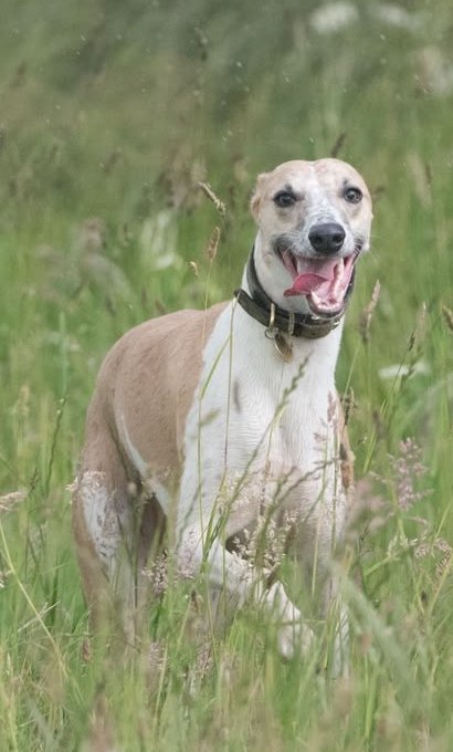 A fawn and white greyhound grinning as it runs through long grass