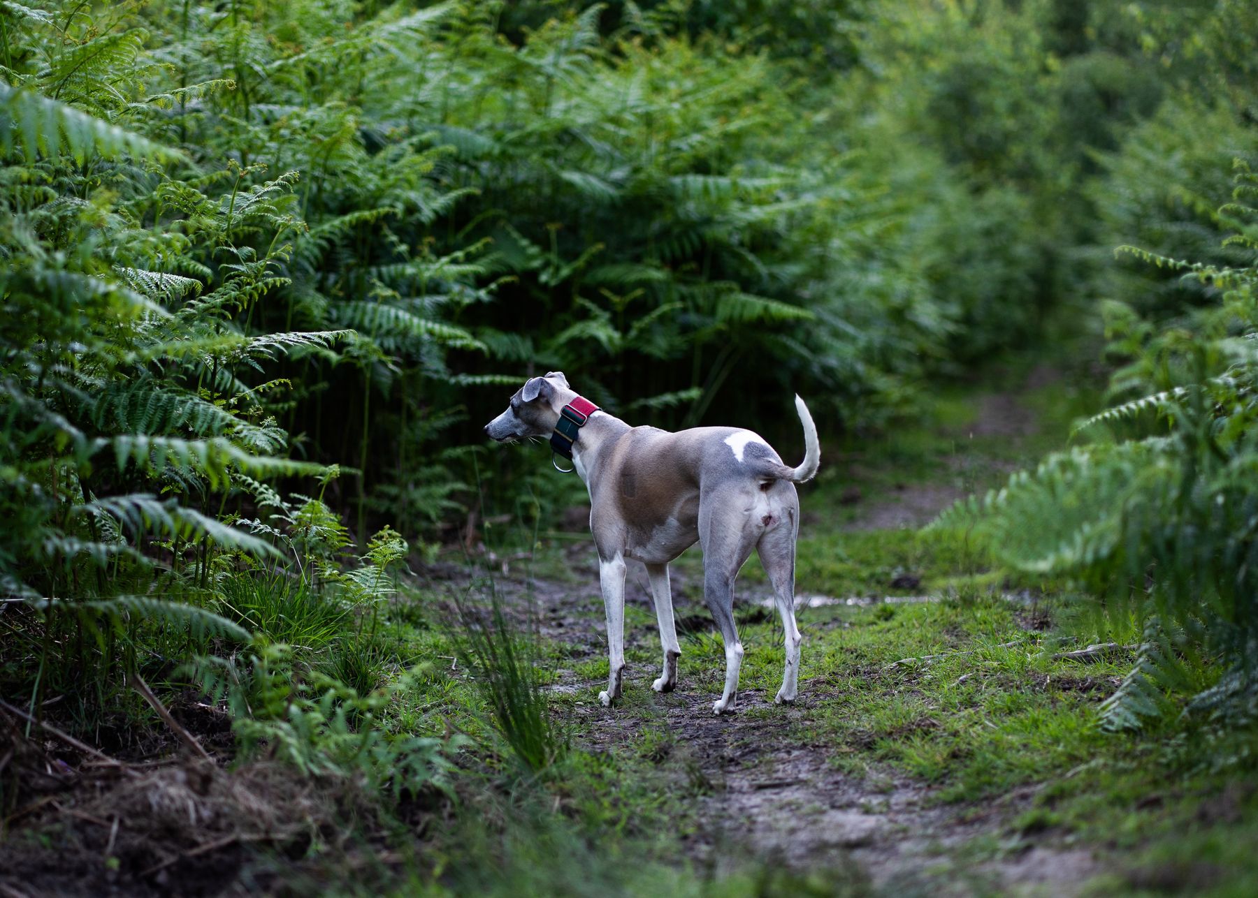A whippet standing on a muddy path between tall bracken in the Forest of Dean