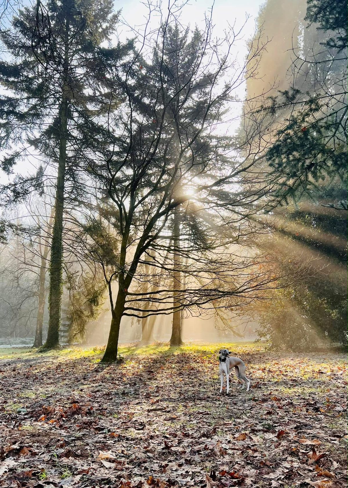 Lyra the whippet standing in fallen leaves as low sun streams through trees and mist