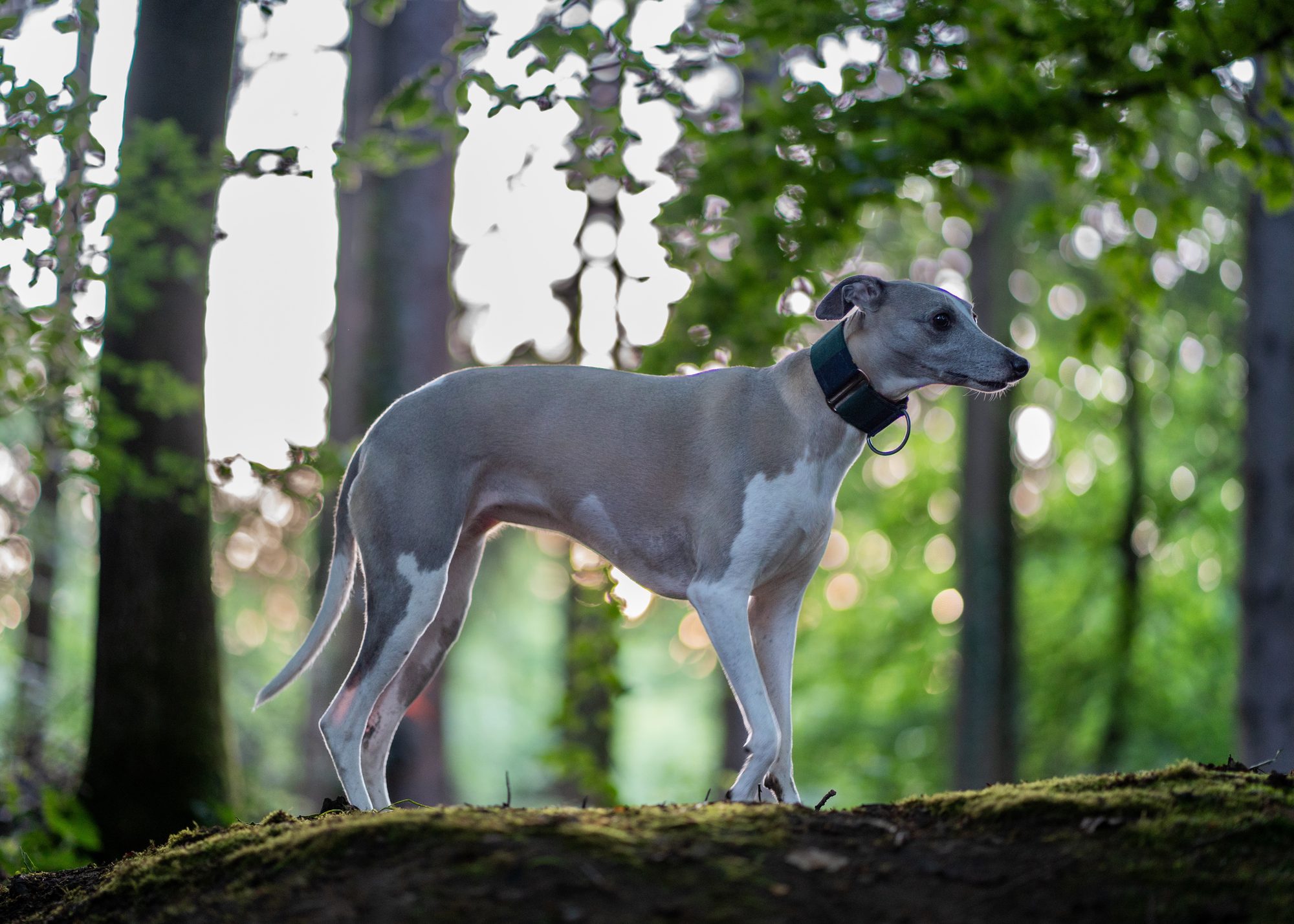 Lyra the whippet standing on a mossy bank in woodland, backlit by low sun through the trees