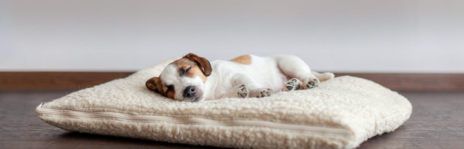A Jack Russell puppy fast asleep on a fleece cushion